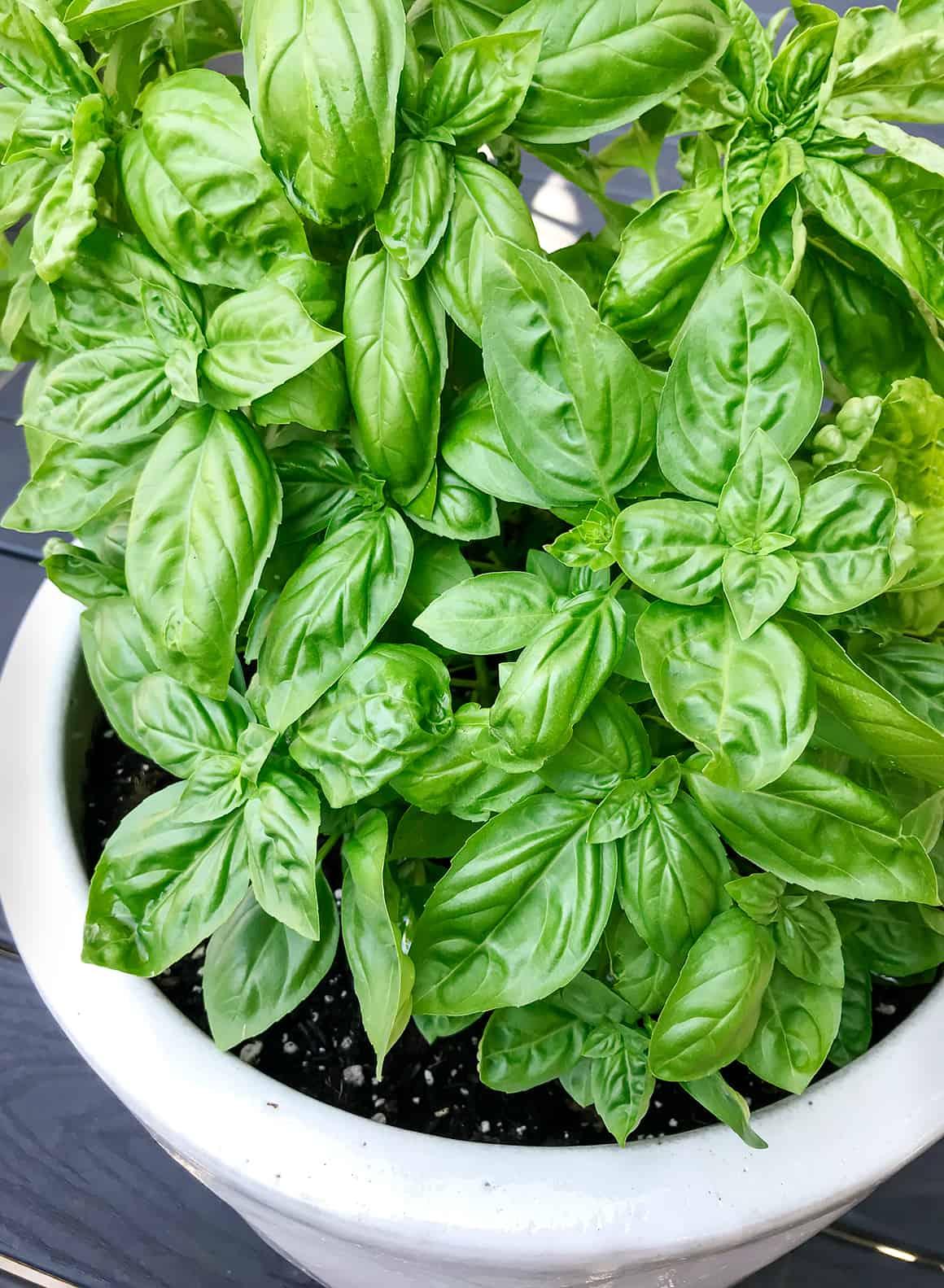 fresh basil leaves