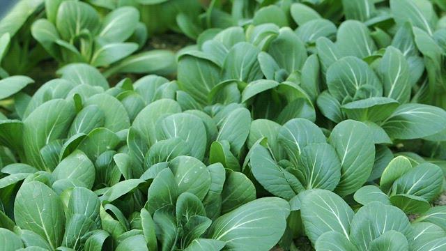 a close up shot of spring bok choy in a field