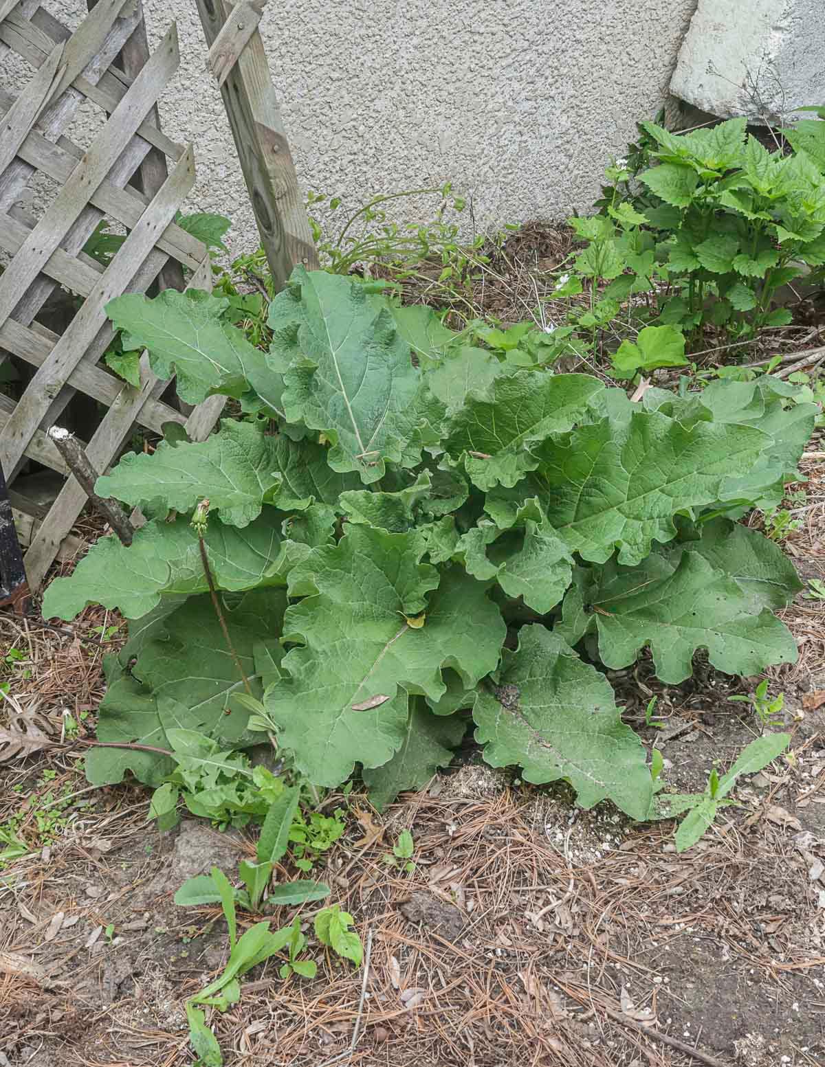 grandmother foraging burdock root in a field