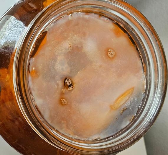 close up shot of kombucha brewing in a large jar with a SCOBY visible