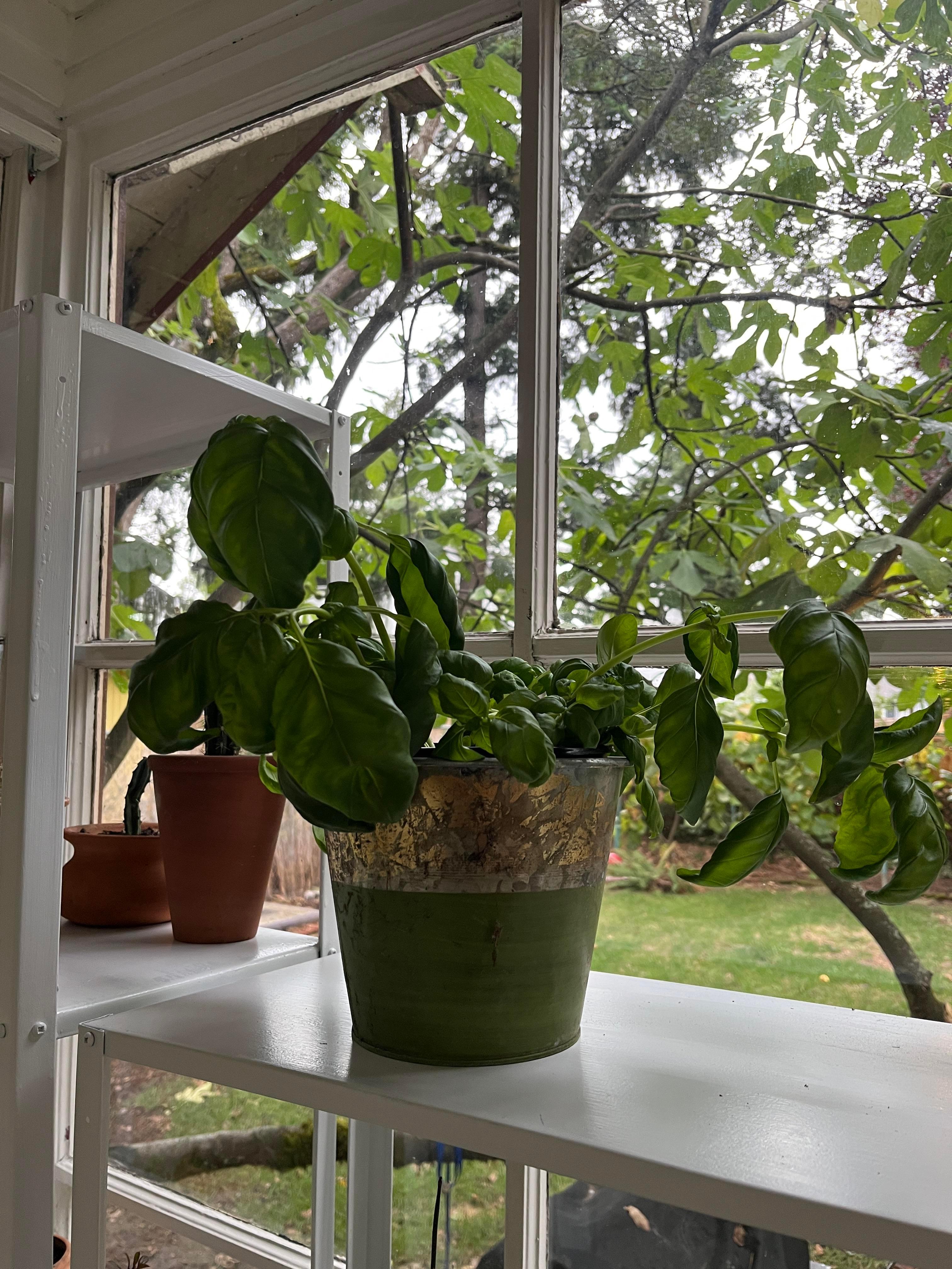 Basil plant growing on a windowsill with sunlight