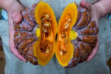 a close up shot of smoked pumpkin halved, revealing its orange flesh