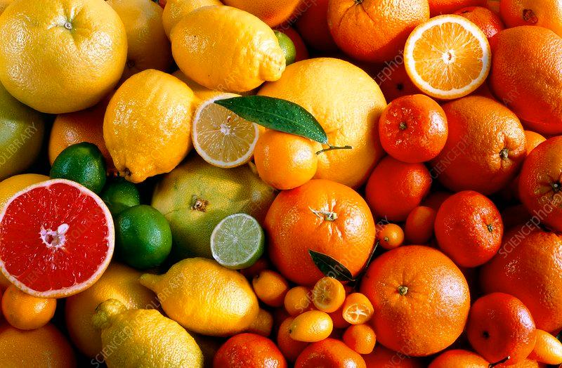 assortment of citrus fruit