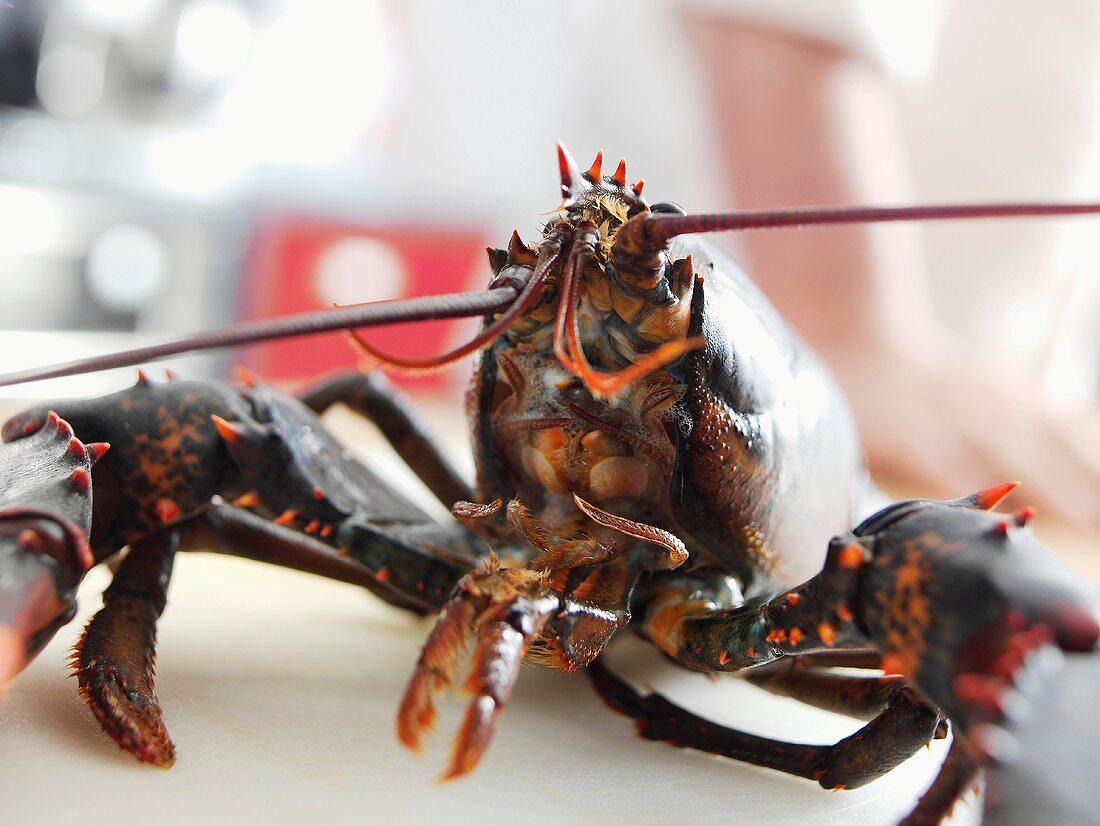 Close-up of a single Lobster Bite, showcasing its texture and creamy center