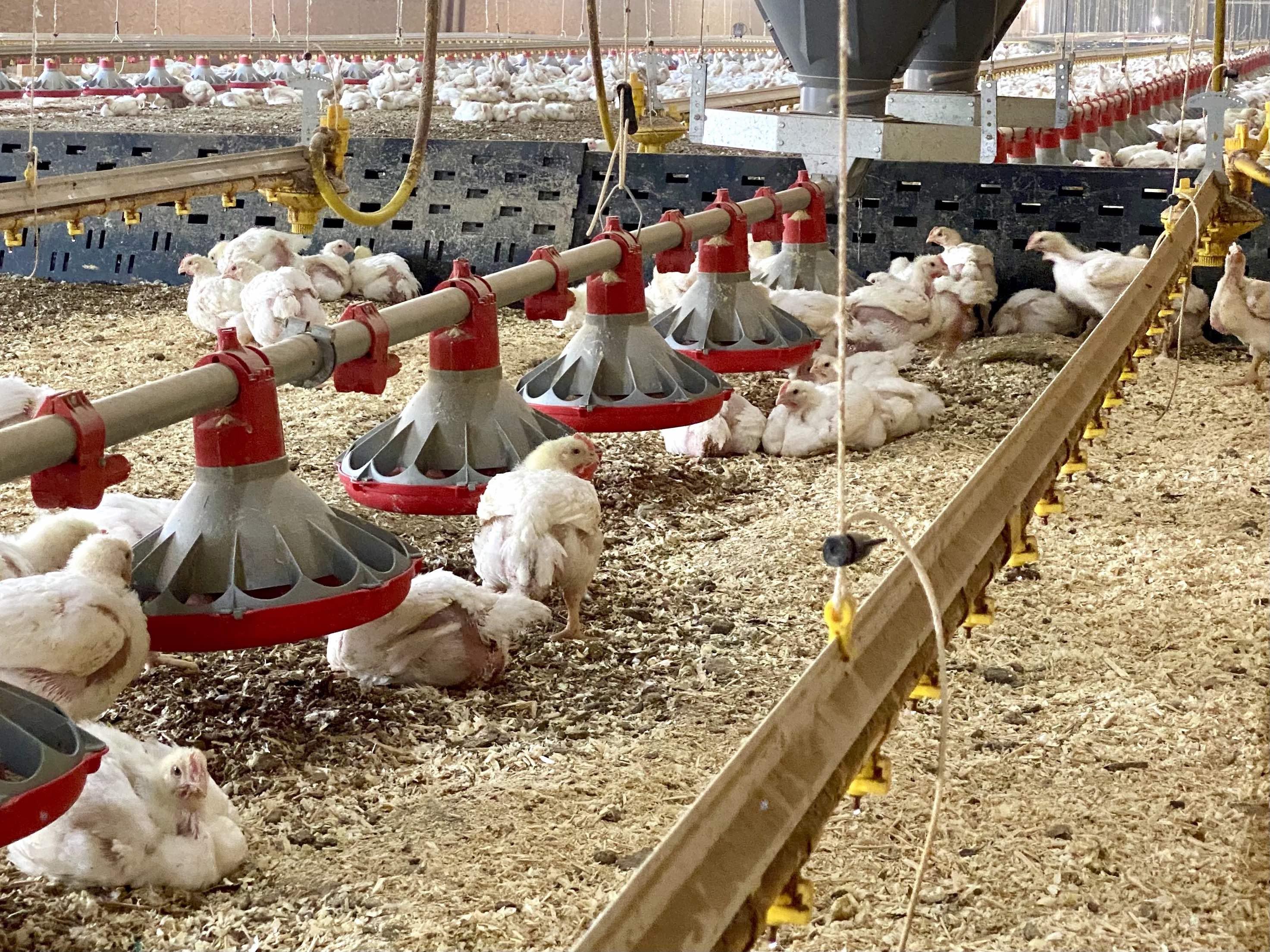 chickens raised ethically on a farm