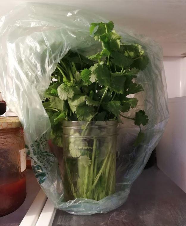 cilantro in a plastic bag