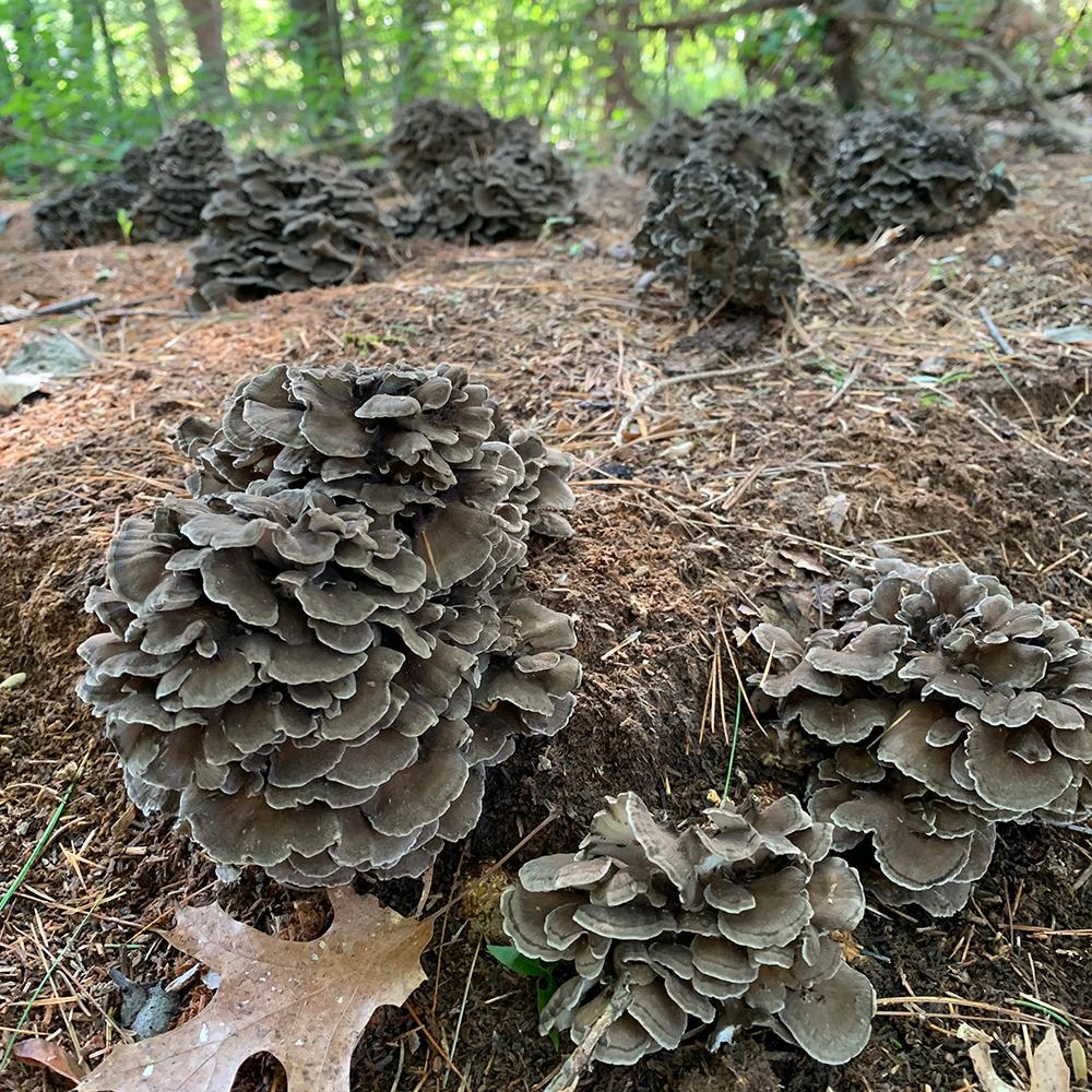 maitake mushrooms growing in the forest