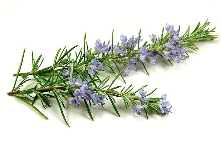 Rosemary plant and sprigs