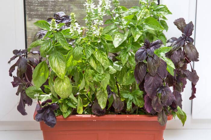 Basil plant growing on a windowsill