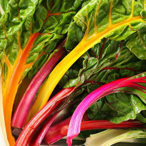 A close-up of rainbow chard growing in a garden