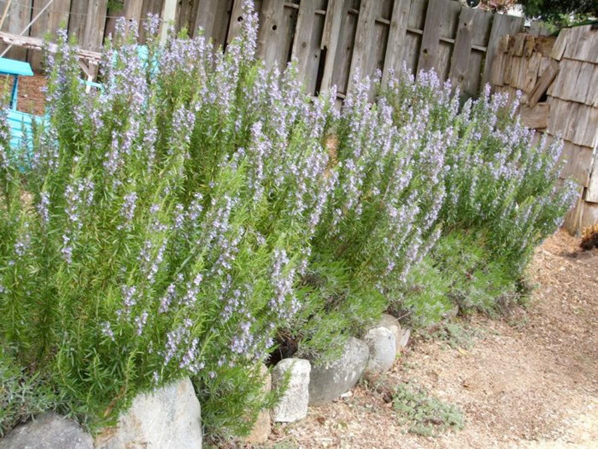 Rosemary plant in a garden